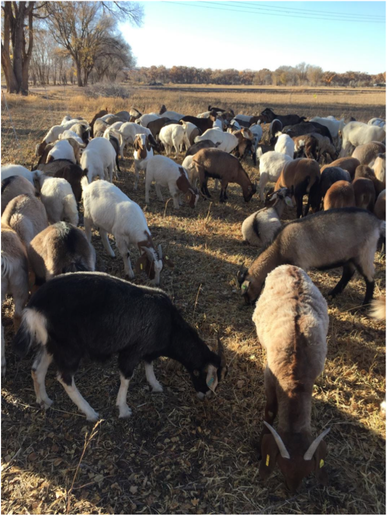 goats eat weeds